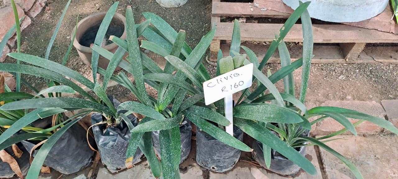 House Plants