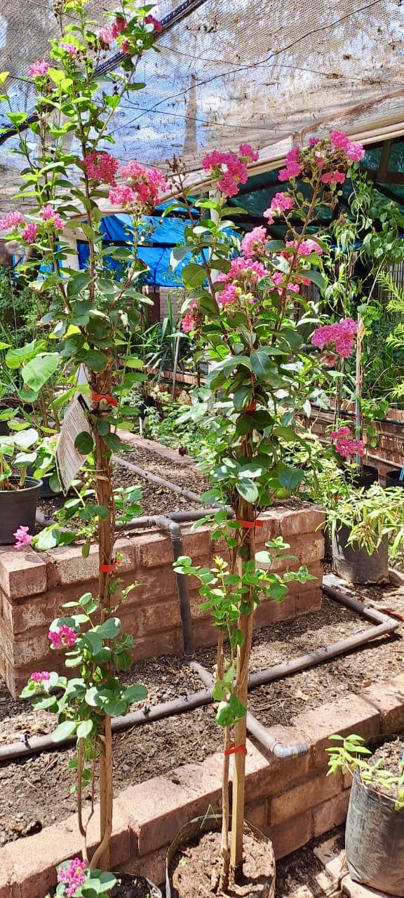 Bougainvillea