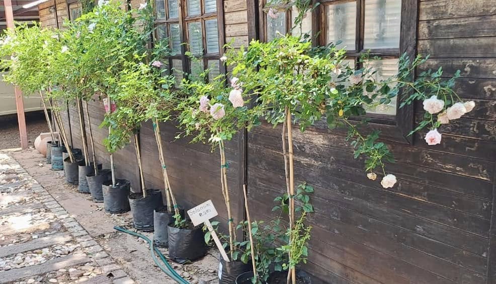 Rose Trees