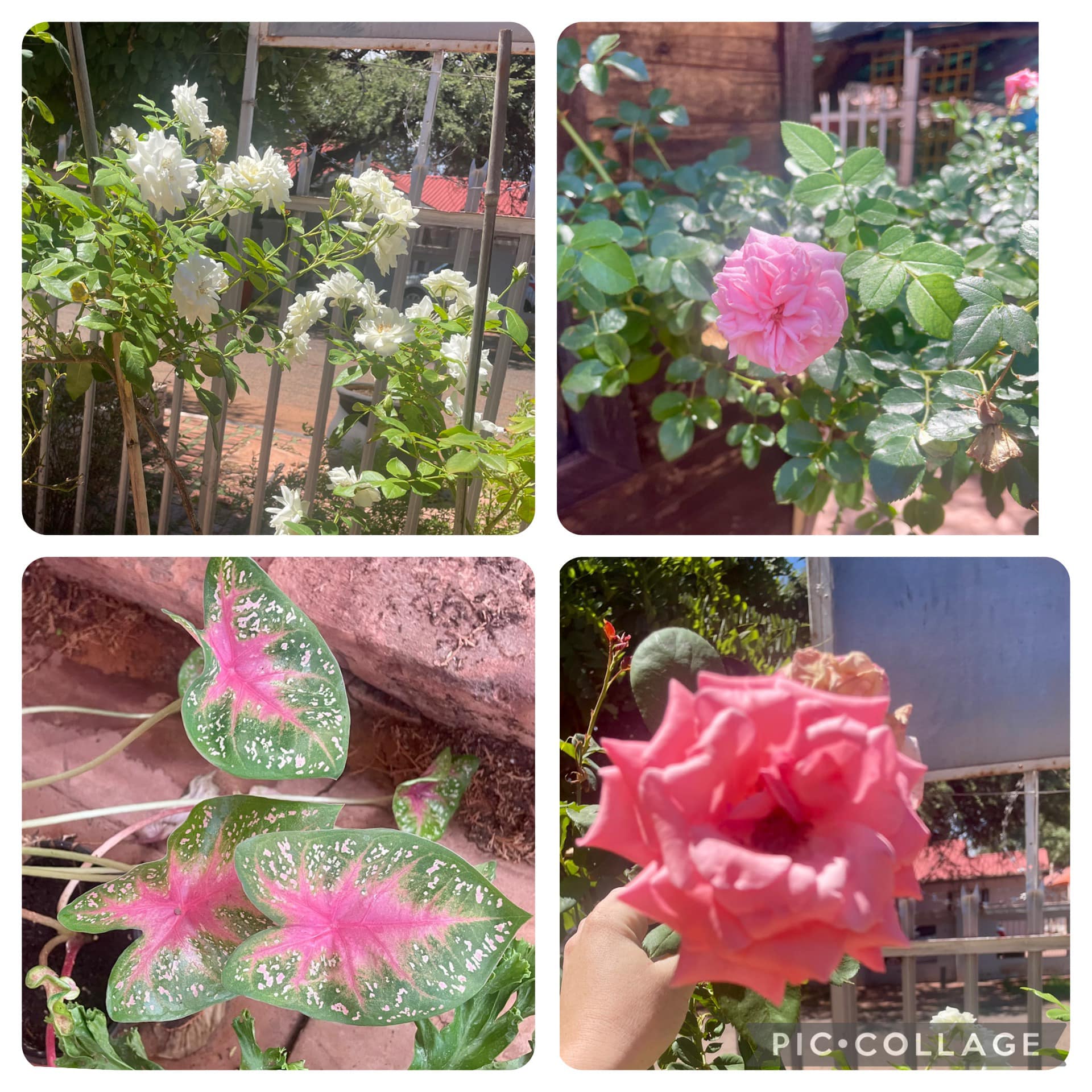 Outdoor Collection