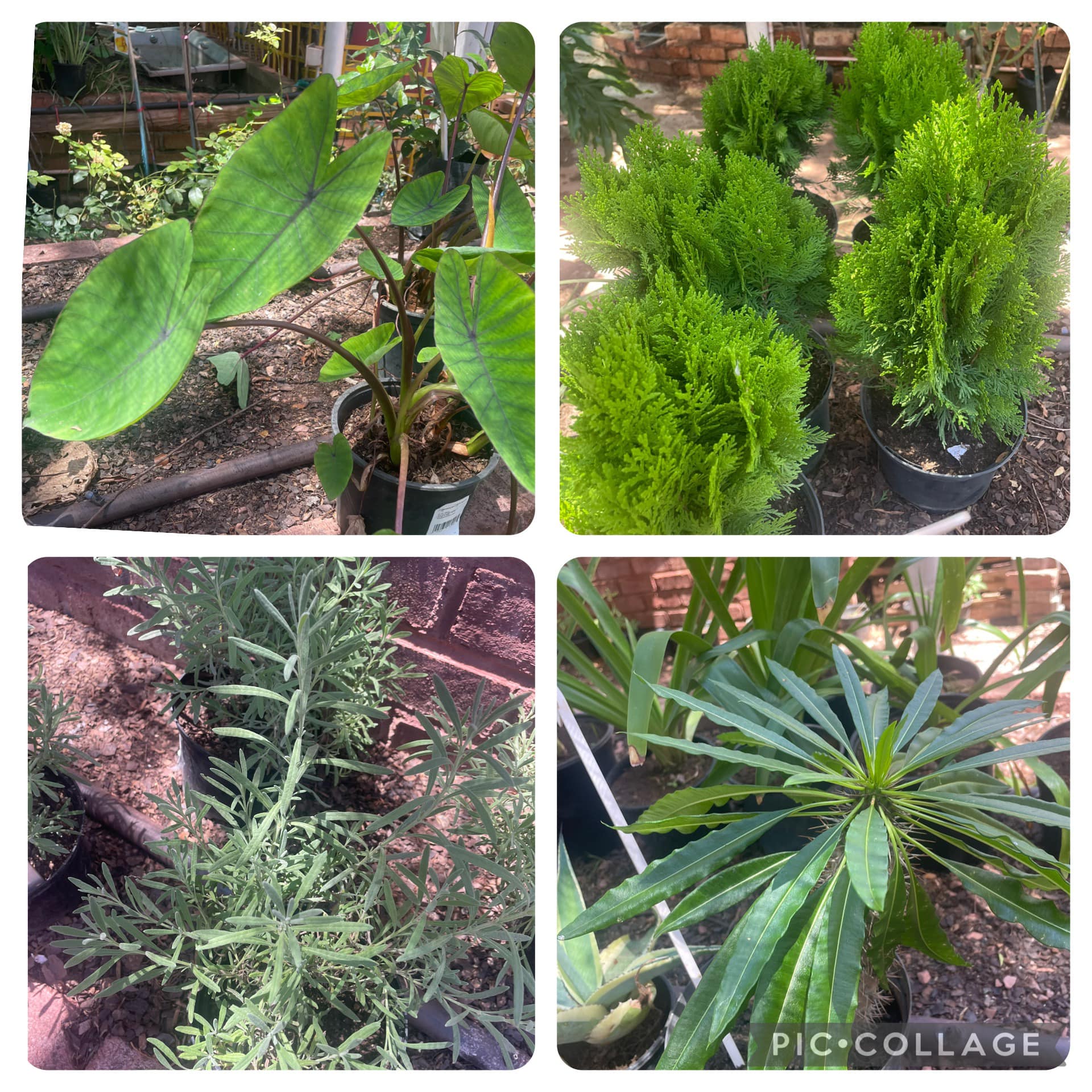 Outdoor Collection